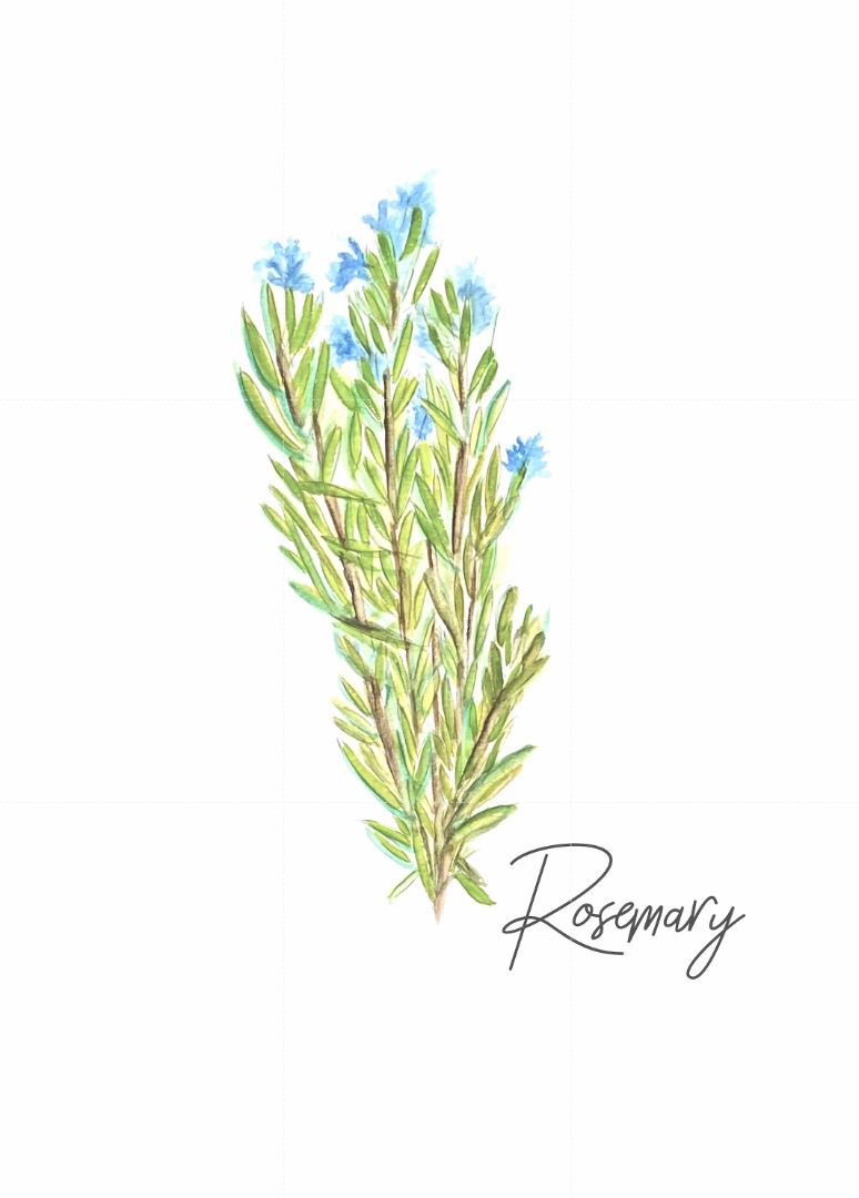 "Rosemary" watercolor 5x7 print