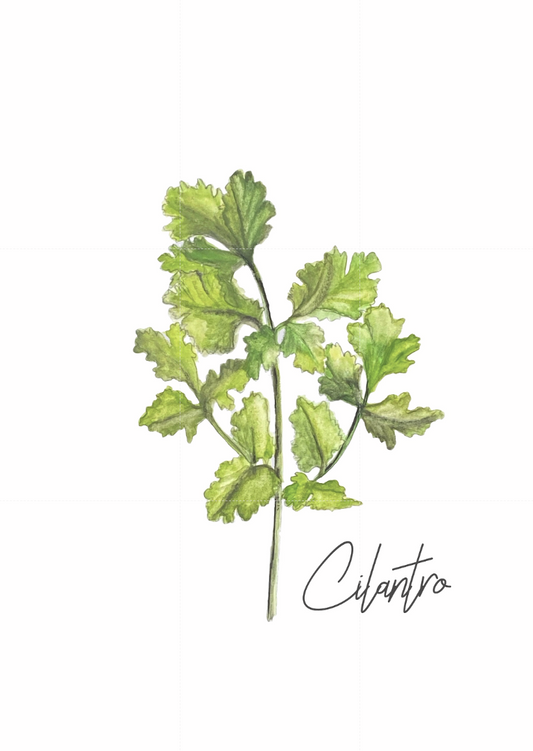 "Herbs Series" collection of 5 watercolor, 5x7 prints
